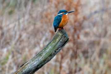 Male Kingfisher (Alcedo atthis) sitting in woodland on a winter day