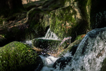 The Höllbachtal in Bavaria in Germany IX