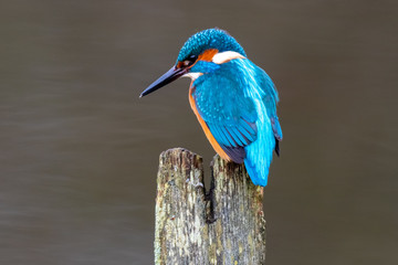 Male Kingfisher (Alcedo atthis) sitting in woodland on a winter day