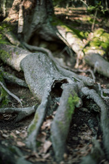 The broken tree in the forest I