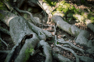 The broken tree in the forest II