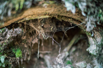 The spider web in the tree trunk