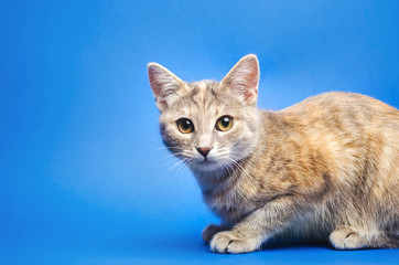 Gray tabby cat on a blue background is looking at the camera. Animal portrait. Pet. Place for text. Copy space
