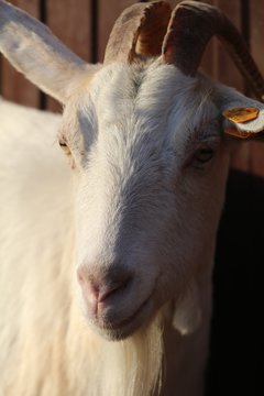 koza
