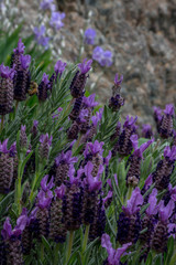 lavender flowers