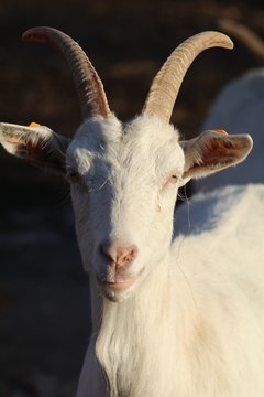 koza