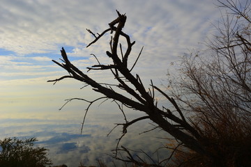 Branche morte avec lac derri&egrave;re, reflets effets miroir