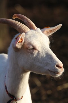 koza
