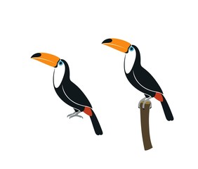 Toucan logo. Isolated toucan on white background 