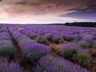 Obraz na płótnie Canvas lavender field in provence france