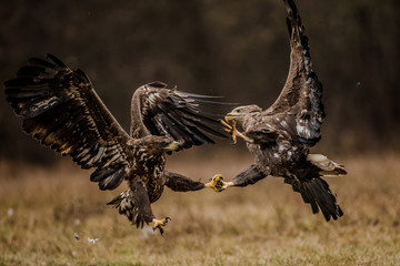 Two white-tailed eagle fighting
