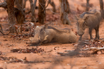 Warthog, wild pig in the wilderness of Afica