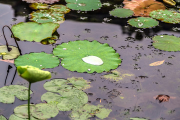 Water lily drop rain in green leaves in a pond