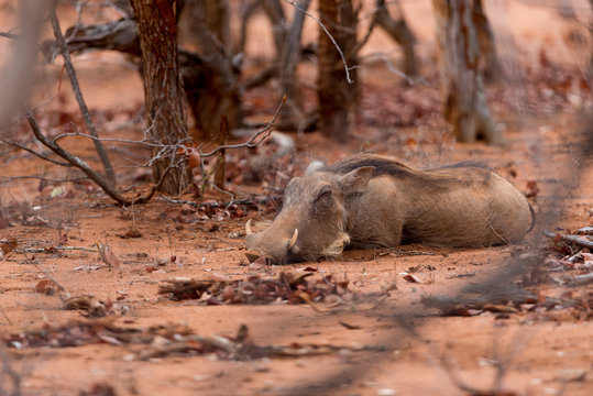 Warthog, wild pig in the wilderness of Afica