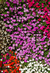 flowers background bright and colorful