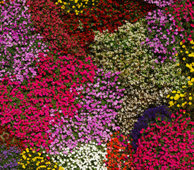  flowers background on full screen