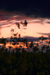 beautiful sunset - rapeseed flower closeup, bright springtime landscape, dark sky, clouds and sunlight