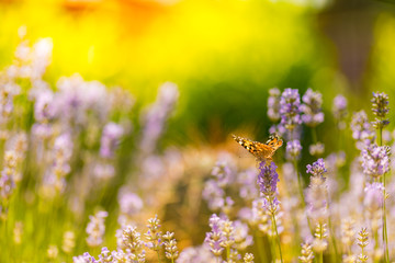 Summer nature view of a beautiful butterfly with colorful meadow flowers and lavender. Dream blur nature. Natural summer scene under sunlight. Natural green plants landscape as a background banner