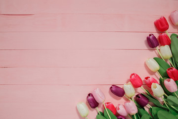 Beautiful tulips on pink background.
