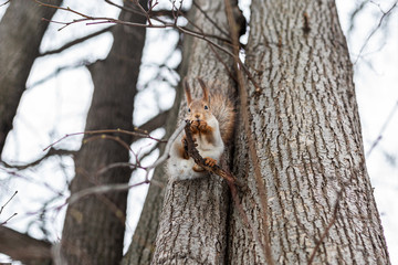 Portrait of a squirrel on a tree trunk. Funny squirrel sitting on a tree trunk in winter. Eurasian red squirrel, Sciurus vulgaris.
