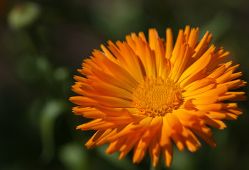 closeup of yellow flower