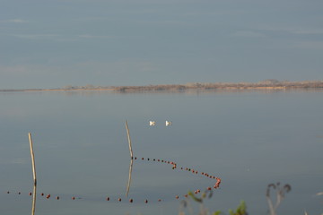 oiseaux des marais, Camargue