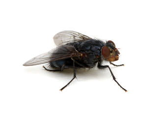 Fototapeta na wymiar fly isolated on a white