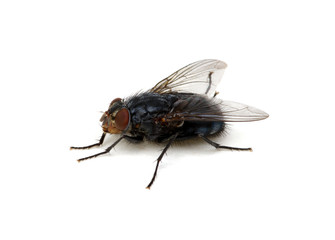 fly on a white background