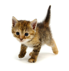 Little beautiful funny kitten on white