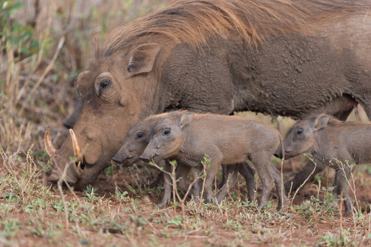 Warthog Baby, baby pig, wild pig
