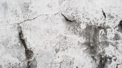White cement wall with cracks And black donkey