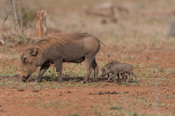 Warthog Baby, baby pig, wild pig