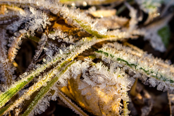 Beautiful crystalline hoarfrost on grass in nature