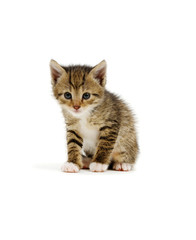 Cat isolated on white