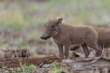 Warthog Baby, baby pig, wild pig