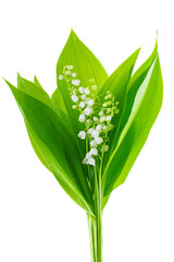 Bunch of Lily of the Valley.