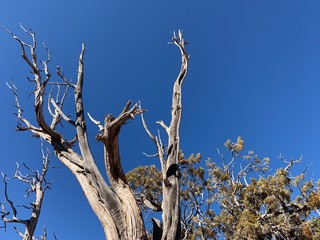dead tree next to a live green tree