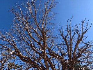 dry tree and sky