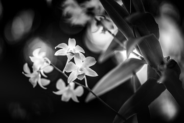 Abstract flowers black and white background. Dramatic tropical floral backdrop, blooming exotic...