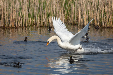 White Swan flying over water