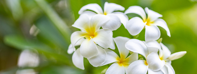Fototapeta na wymiar Soft frangipani flower or plumeria flower Bouquet on branch tree in morning on blurred background. Plumeria is white and yellow petal and blooming is beauty in garden park.