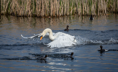 White Swan flying over water