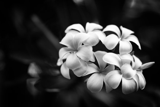 Abstract flowers black and white background. Dramatic tropical floral backdrop, blooming exotic flowers on black and white background