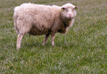 sheep standing in meadow on rainy winterday