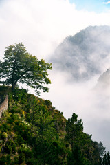 tree and mountains in the fog poster 
