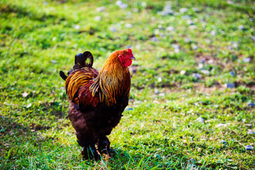 chicken and rooster on a farm