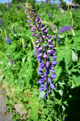 Lupine Staudenlupine
