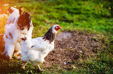 Naklejka na ściany i meble chicken and rooster on a farm