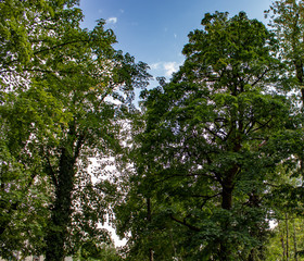 Rare ancient vegetation in the mountains of the Caucasus