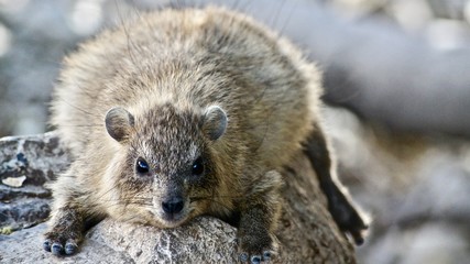 Faulenzer Klippdachs